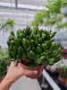 CRASSULA OVATA HOBBIT P12