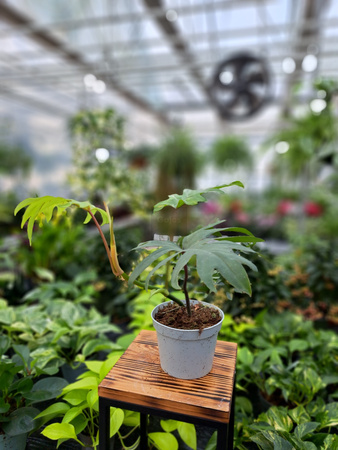 PHILODENDRON MAYOI P12