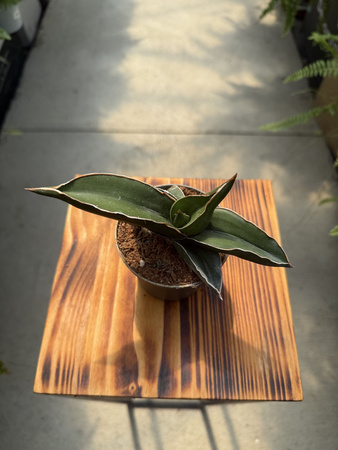 SANSEVIERIA SAMURAI P9