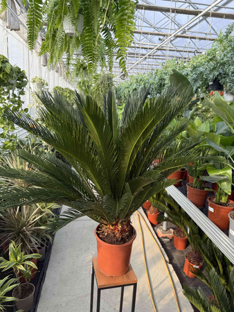 CYCAS P24