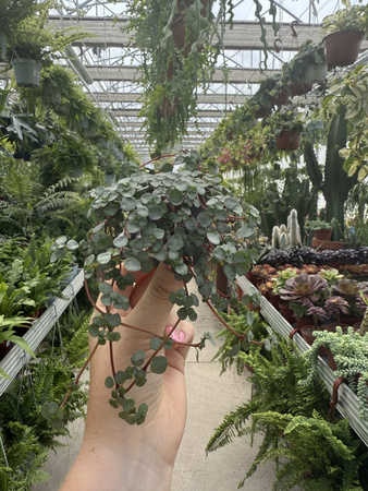 PILEA GLAUCA P6