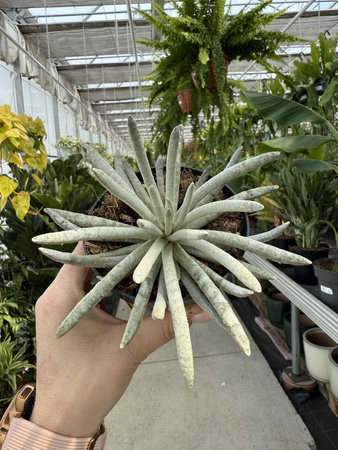 SENECIO SCAPOSUS P10