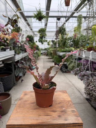 CRYPTANTHUS RUBIN STAR P9