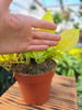 PHILODENDRON SCANDENS MICANS LIME P12