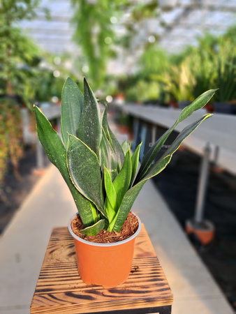 SANSEVIERIA BLACK DIAMOND P12