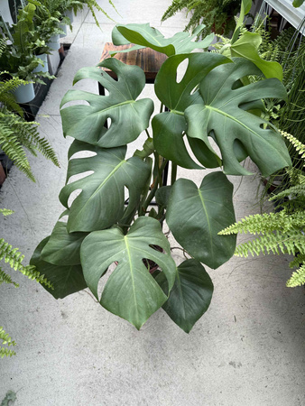 MONSTERA DELICIOSA P19