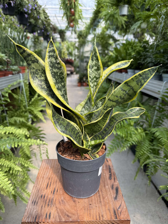 SANSEVIERIA DRAGON TONGUE P12