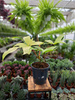 PHILODENDRON FLORIDA GHOST P19
