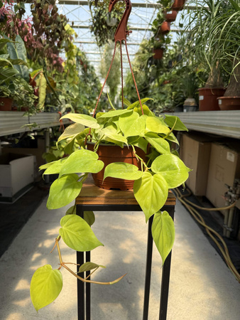 PHILODENDRON MICANS LIME P16