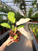 PHILODENDRON SNOW DRIFT P12