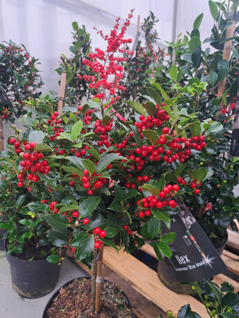 OSTROKRZEW KOLCZASTY BLUE MAID PA P24