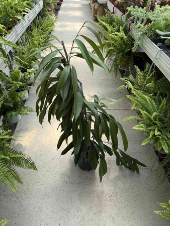 FICUS BINNENDIJKII AMSTEL KING P21