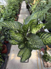 DIEFFENBACHIA MAROBA P21