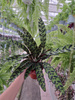 CALATHEA LANCIFOLIA P14