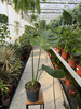 MONSTERA DELICIOSA BIG FORM P19