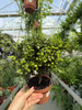 MYRSINE AFRICANA - MIRT BONSAI P12
