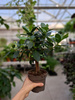 FICUS MICROCORPA  MAYA P12