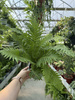 PAPROĆ BLECHNUM SILVER LADY P13