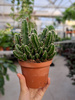 CEREUS PERUVIANUS FLORIDA P10
