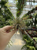 TILLANDSIA IONANTHA P10