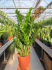 ZAMIOCULCAS ZAMIFOLIA P24
