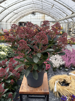 SKIMMIA RUBELLA P17