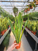 SANSEVIERIA LAURENTII P12