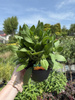 RUDBECKIA SUMMERDAISY'S GOLDEN TOFFEE C3