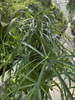 PAPIRUS - CYPERUS P14