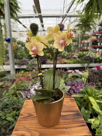 PHALENOPSIS INDY OPTIFRIEND MINI P7