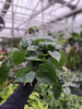 PHILODENDRON  SCANDENS P13