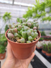 LITHOPS - ZIELONY P8