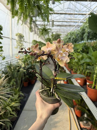 PHALENOPSIS MULTIFLORA TYPES ORANGE AROMIO POWDERY