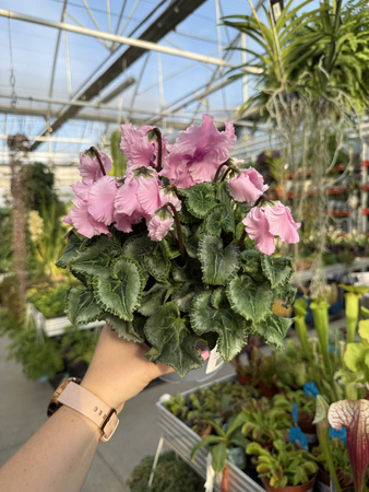 CYCLAMEN RÓŻOWY JASNY P12