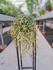 PEPEROMIA PAPPERSPOT  P11