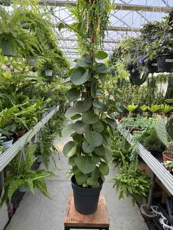 CISSUS ROTUNDIFOLIA P17