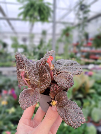 EPISCIA BRĄZOWA P6
