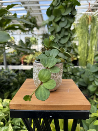 OSŁONKA SILA EGG POT GREEN P8