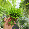RHIPSALIS CASSUTHA P5,5