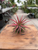 TILLANDSIA IONANTHA P10