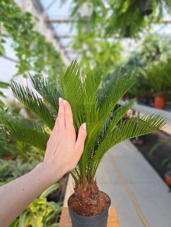 CYCAS P14
