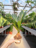 CYCAS P9