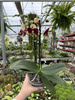 PHALENOPSIS YELLOW CATANIA P12