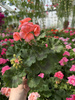 PELARGONIA STOJĄCA ŁOSOSIOWA ZESTAW 6 SZTUK