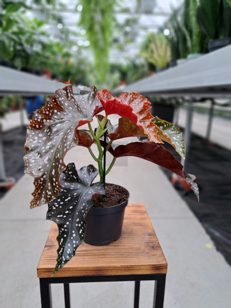BEGONIA MACULATA  P12