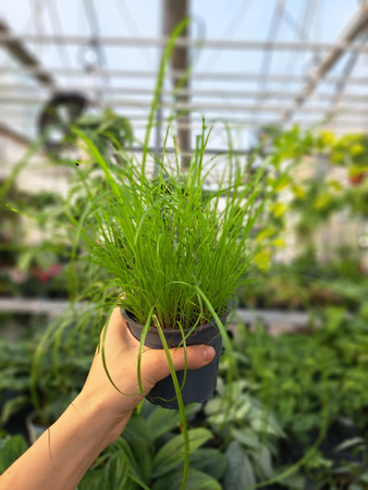 TRAWA DLA KOTA - CYPERUS