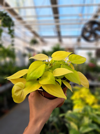 PHILODENDRON SCANDENS MICANS LIME P12