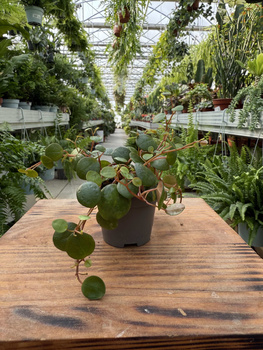 PEPEROMIA PEPPERSPOT P6
