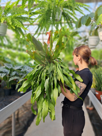 LEPISMIUM HOULLETIANUM P21