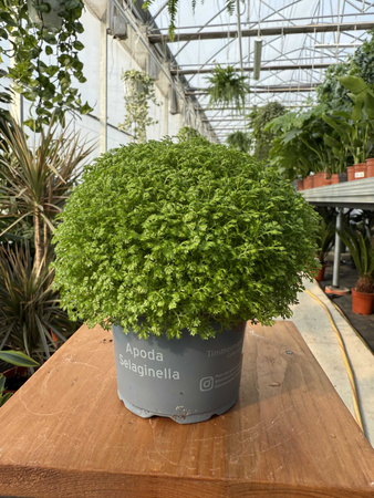 SELAGINELLA P10.5